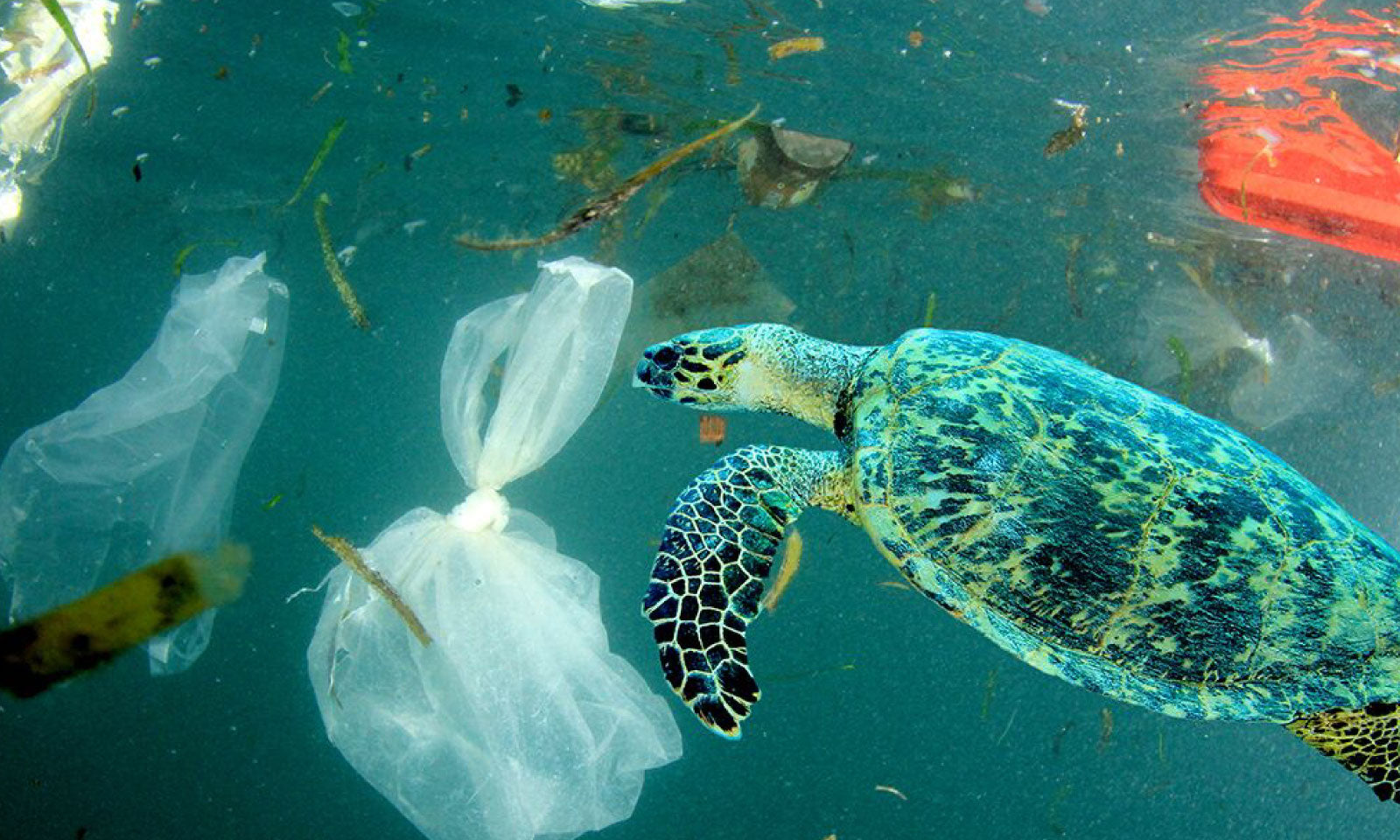 International Plastic Bag Free Day: 5 Sustainable and Innovative Alternatives