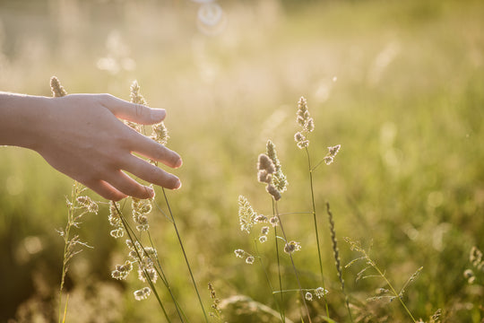 woman hand touching nature with sun